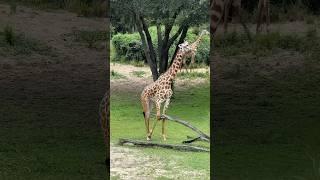 DIsney’s ANIMAL KINGDOM | Kilimanjaro SAFARI #themeparklife #disneyparks #kilimanjarosafari