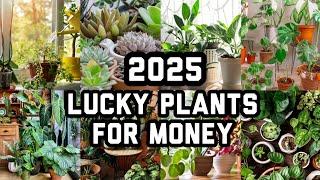 BEST LUCKY RARE PLANTS FOR 2025 | FENG SHUI PLANTS FOR 2025 | LUCKY PLANTS FOR HOME & WORK