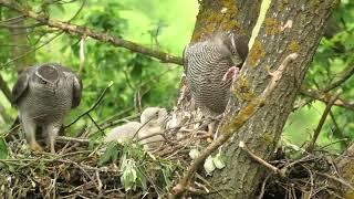 Ястреб тетеревятник - гнездовая жизнь. Goshawk - nesting life / 鷹 / 苍鹰