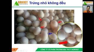 AGRIVIET số 2: Quá trình tạo trứng và giải pháp nâng cao năng suất vịt đẻ