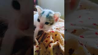 my cute baby cat #foryou #youtubeshorts #cat #viralshorts #gojol