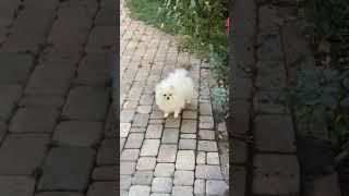 Pomeranian Dog | white pomeranians | Whatsapp Status #short