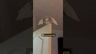 Корелла попугай поёт песни. Художественный свист. #корелла #birds #попугай #cockatiel #птицы #parrot