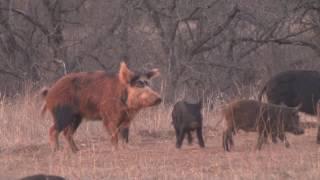 March Hogs in Oklahoma