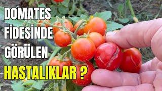 Domates Fidesinde Görülen Yaygın Hastalıklar Ve Çözümleri Nelerdir ? #domates