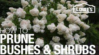 How to Prune, Trim & Shape Your Bushes & Shrubs