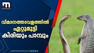 വിമാനത്താവളത്തിൽ ഏറ്റുമുട്ടി കീരിയും പാമ്പും, പോരാട്ടത്തിൽ കീരിക്ക് കൂട്ടിന് മറ്റു കീരികളും