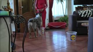 100tricks100days # 28 day Take your toys from the bucket and give them to me /