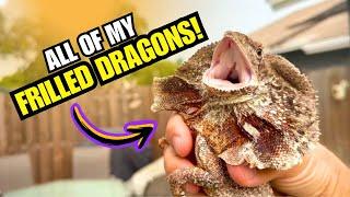 All of My FRILLED DRAGONS!!!