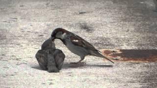 Father Sparrow Feeding A Baby Bird