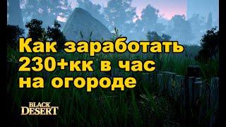  236кк в час на огороде BDO. Фарм серебра в Black Desert (MMORPG)