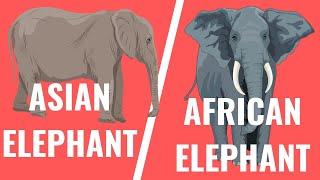 Asian elephant vs African elephant - Similarities and differences