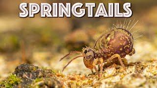 Springtails are INCREDIBLE! What are they & why are they important?