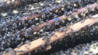 Kontrolle der ersten Serie Bienenköniginnen 2022 nach 24 Stunden