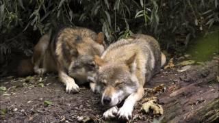 Calling This Home - Chris Wolfe