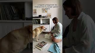 Первые этапы обучения собаки поиску лакомств // когнитивная нагрузка для собаки
