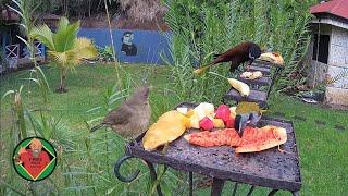 Costa Rica Live Bird Fruit Feeder Cam | Gingerbread Nuevo Arenal