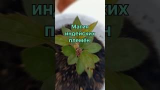 Магия индейских племён #растения #рецепты #дача #магия #индейцы