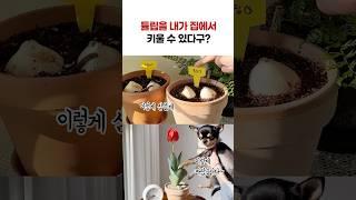 튤립 구근 키우기의 모든걸 알려드려요! #구근키우기 #구근식물 #튤립구근 심기 #구근 #튤립키우기