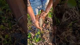 Hathose pakerliya murrel machli(183) hindi fishing vlog || hindi village fishing video ||