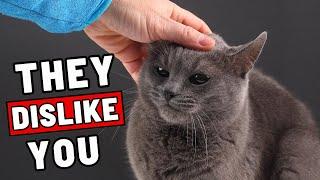 Body Language: 11 Easy-to-Miss Clues Your Cat Secretly Doesn't Like You