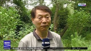 [뉴스투데이]목포만의 나무 '왕자귀나무'