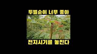 #참죽나무 #전동가위
