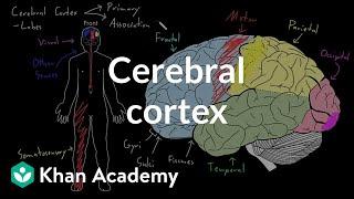 Cerebral cortex | Organ Systems | MCAT | Khan Academy