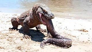 Komodo dragon was electrocuted by the eel #komodovseel #komodo #eel