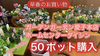 【怒涛の50ポット購入】ガーデンガーデン仙台さん、ダイシンさんでお買い物‼️早春のお花が素晴らしい