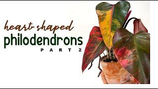 Philodendron Varieties Guide: Heart-Shaped Edition - Part 2 | Philodendron | Herb Stories