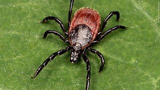 May is Lyme Disease Awareness Month | Lakeland News