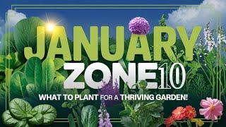 What to Plant in January for a Thriving Zone 10 Garden  Tips for Veggies, Herbs, & Flowers!