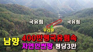 400만평국유림속자연인싼땅/1356평/평당3만/남향의골막장/옻물내기약수터/덕산기계곡/정선부동산매매