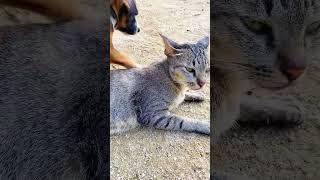 My friends#shortvideo #cat #entertainingpets #dog #cute #funnypetschannel #animals #entertainment