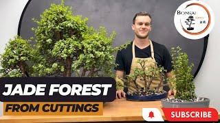 Creating Your Own Dwarf Jade Forest: Propagation from cuttings | The Bonsai Supply