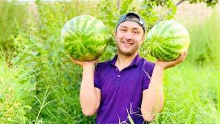 Watermelon cutting