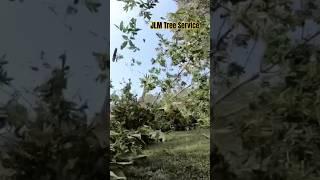 Cut This HUGE Tree Down Next To A House!! #treework #chainsawaddict  #treefelling