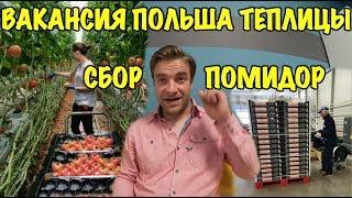 ТЕПЛИЦЫ В ПОЛЬШЕ. РАБОТА СБОР ПОМИДОРОВ.