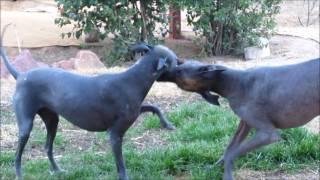 Mexican Hairless dogs "The Ball is Mine!"