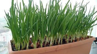 How to Grow Onions in Pots?Growing Onions on the Balcony