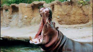 Celebrate hippo Timothy’s birthday Thursday with $8 admission to San Antonio Zoo for locals
