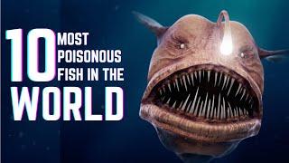 Top 10 Most Poisonous Fish In The World