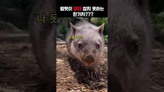 순둥이  웜뱃이 절대 참지 못하는 한가지????