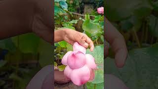 miracle lotus 🪷 tropical verity #farming #flower #lotus #nature #lotusflower #flowers  #gardening