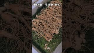 3초 식욕 증진 키즈 산양삼#산양삼#키즈#asmr