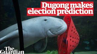 Who will win the election? Pig the dugong makes his prediction for Australia's 2022 federal poll