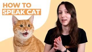 How to Speak Cat: Tips to Communicate With Your Cat