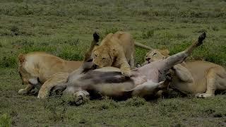 A Blind Eland Running Straight To Lions