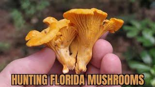 Hunting Florida Mushrooms